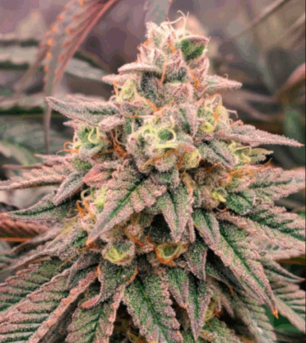 Forbidden Fruit