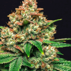 Grease Monkey