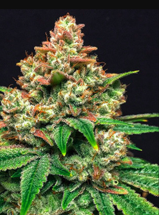 Grease Monkey