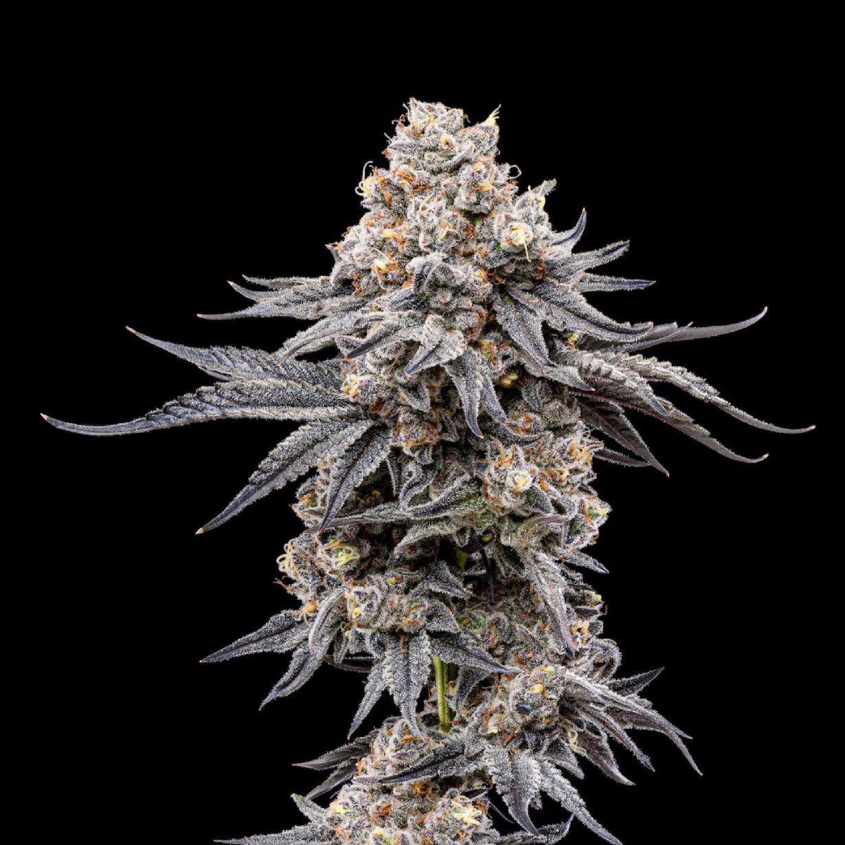 Kryptochronic