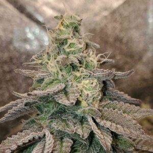 Kush Mintz