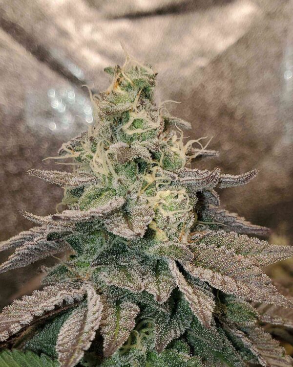 Kush Mintz
