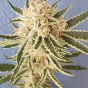 LEMON ALIEN BXZ