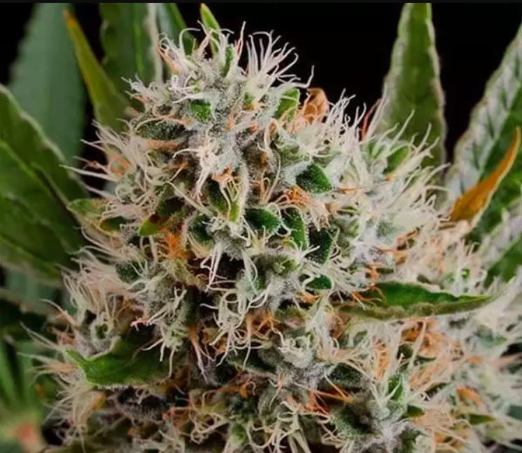 Lithium OG Kush