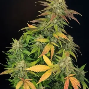 Master Kush