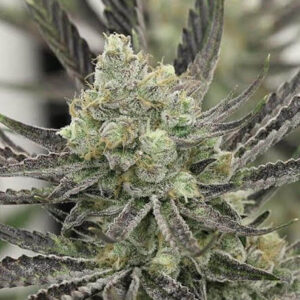 Pre-98 Bubba Kush