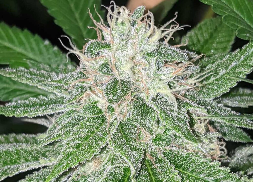 SFV OG