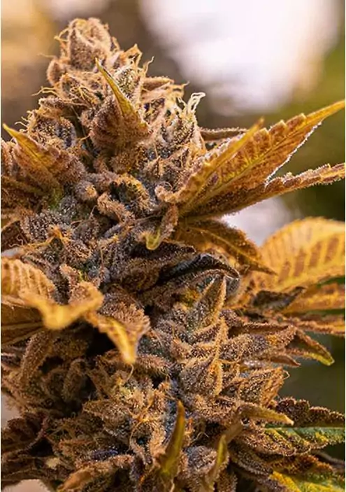 Blue Alien