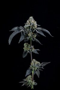 Animal Cookies
