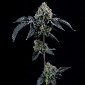 animal cookies
