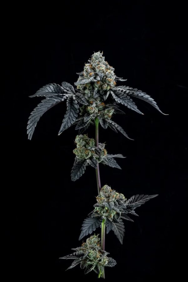 animal cookies