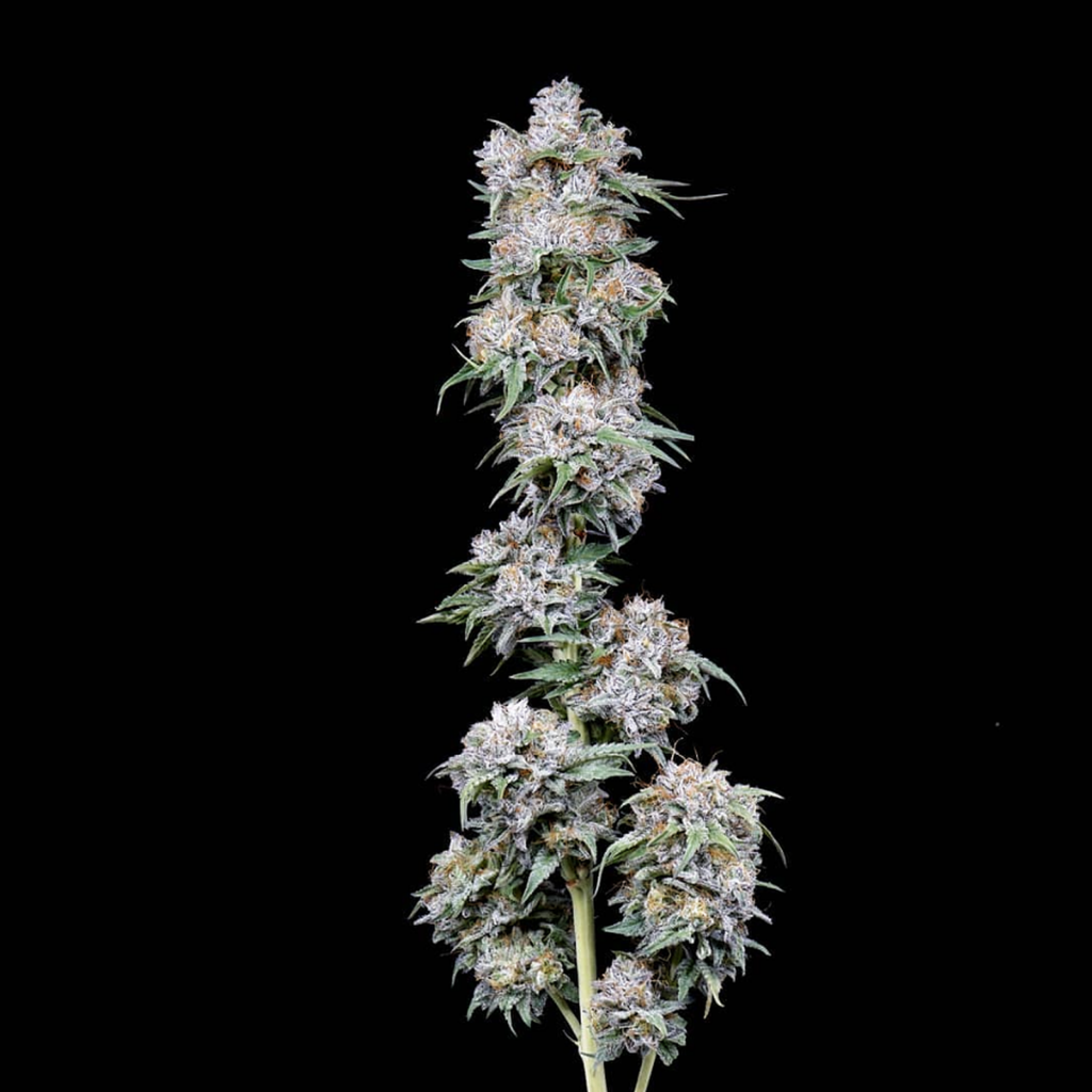 black cherry soda