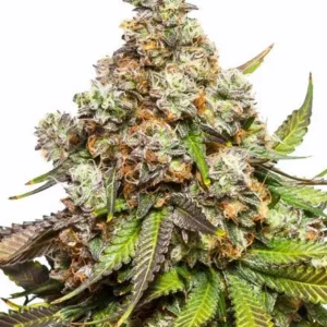 fruity pebbles