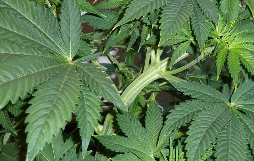 Cannabis clones leaves up close