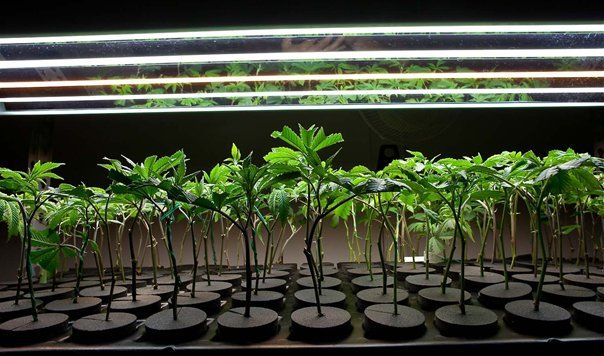 Autoflower Cannabis Seeds for Sale | The Clone Conservatory