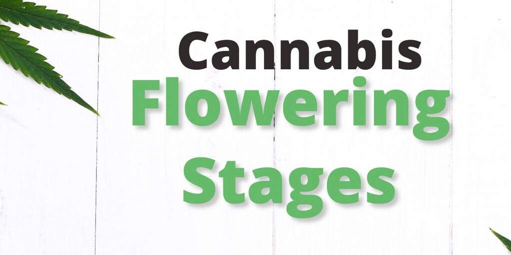 Cannabis Flowering Stages: A Week-by-Week Guide - The Clone Conservatory