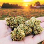 A hand holding marijuana buds in front of a field at sunset in fall
