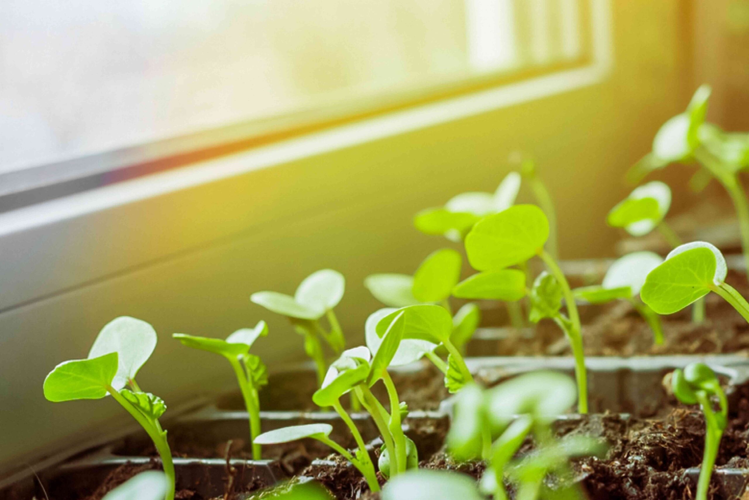Tips for Indoor Marijuana Seeds and Starting Your Grow