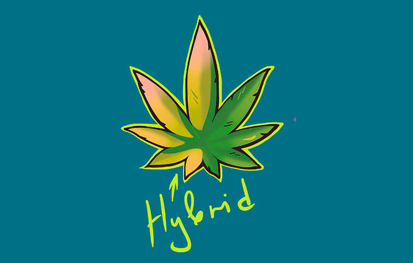 Cannabis Indicca Plant