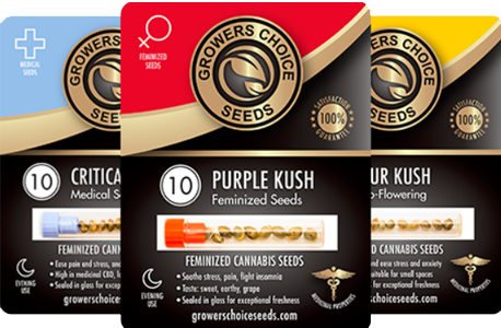 3 pack of cannabis seeds promo