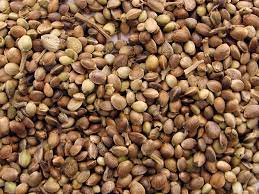 A close up a the best marijuana seeds in bulk pile