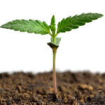 buy medical marijuana seeds