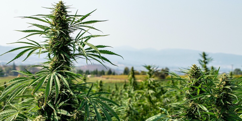Can Anyone Buy Marijuana Seeds And Cultivate Weed On Their Property In California?