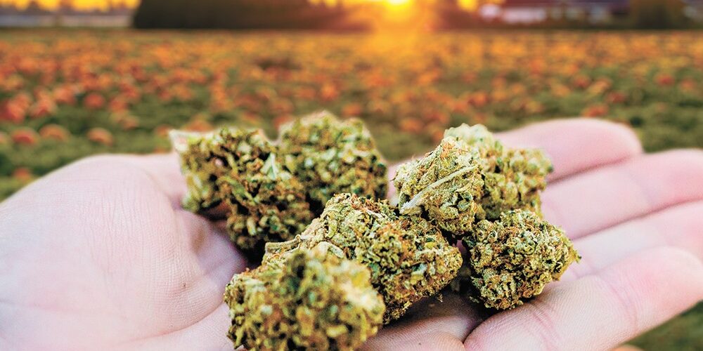 Fall Cannabis Plant Care: Protecting Your Plants from the Elements