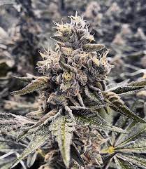 Apple Fritter Feminized