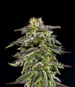 Cherry Pie Feminized