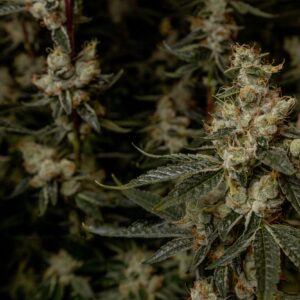 Cookies & Chem