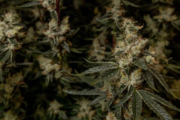 Cookies & Chem