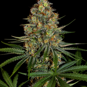Diesel OG
