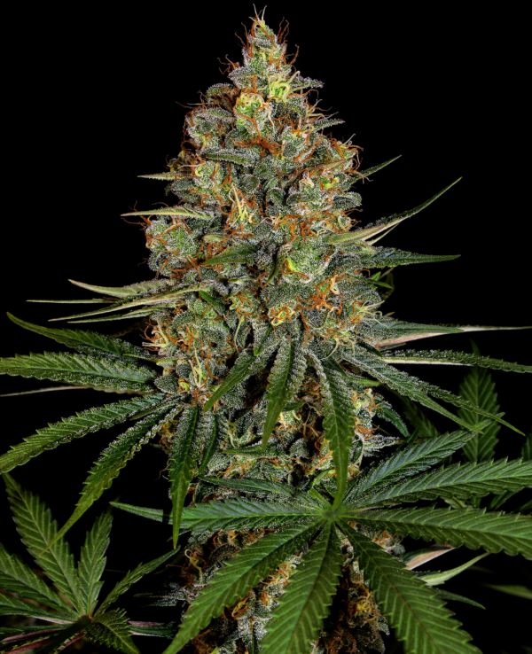 Diesel OG