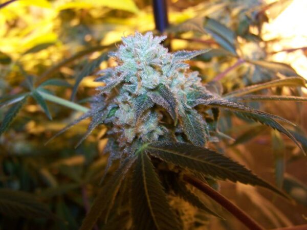 Gelato 33