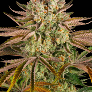 Pineapple Express