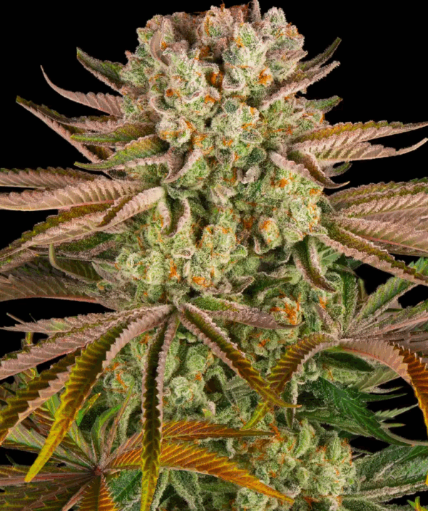 Pineapple Express