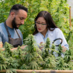 Two growers examining their plants that grew from feminized clones