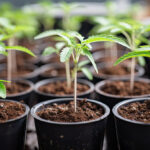 The best, healthy clones, rooted in small pots