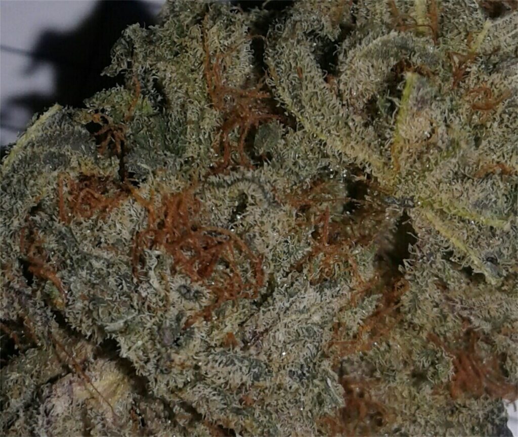 Blackberry Kush