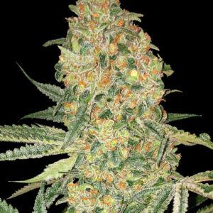 Bruce Banner