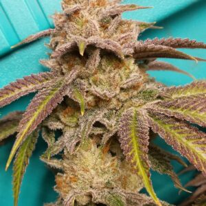 Cali SFV OG