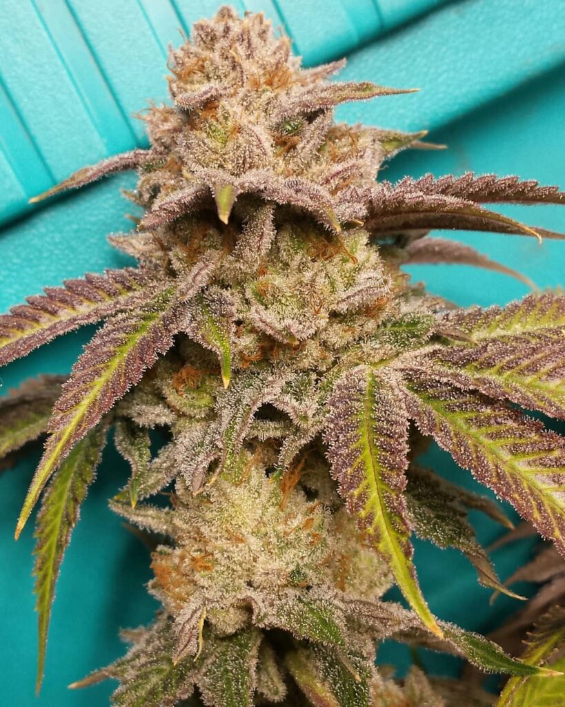 Cali SFV OG