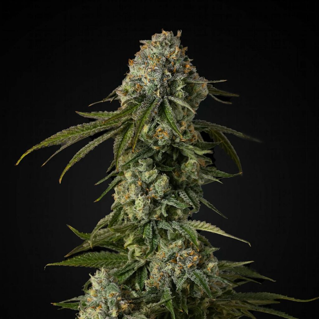 Colorado Chem