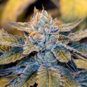 Headband
