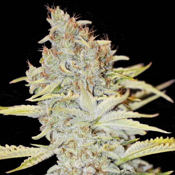 Pink Candy