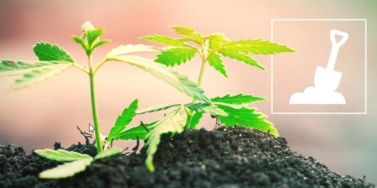 What’s in Your Soil? Choosing the Best Soil for Cannabis