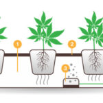 A basic graphic of a how a hydroponic cannabis grow kits work