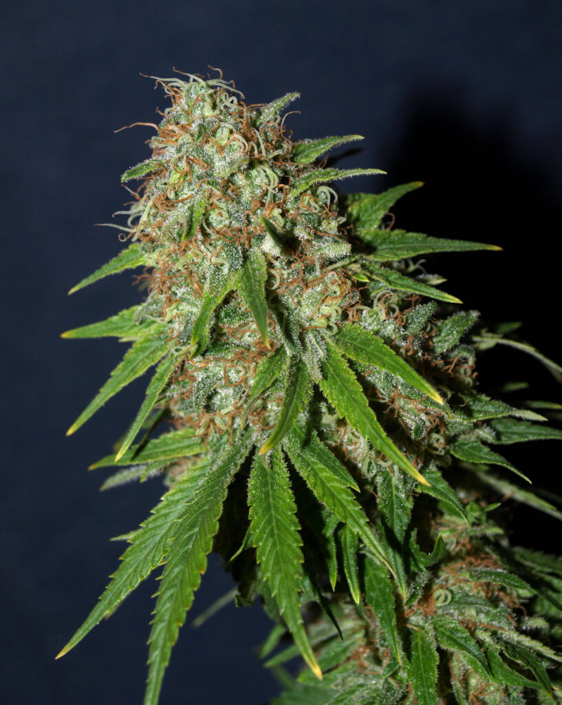 Afghan Kush