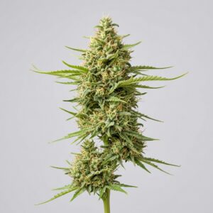 Amnesia Feminized